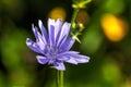 Chicory. Field flower.