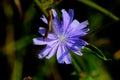 Chicory. Field flower.