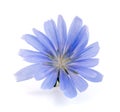 Chicory flower isolated on white background macro Royalty Free Stock Photo
