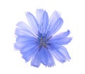 Chicory flower isolated on white background macro without a shadow Royalty Free Stock Photo