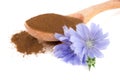 Chicory flower and powder of instant chicory isolated on a white background. Cichorium intybus. Royalty Free Stock Photo