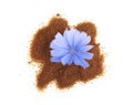 Chicory flower and powder of instant chicory isolated on a white background. Cichorium intybus Royalty Free Stock Photo