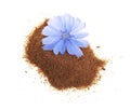 Chicory flower and powder of instant chicory isolated on a white background. Cichorium intybus Royalty Free Stock Photo