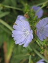 Chicory flower Royalty Free Stock Photo