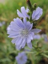 Chicory flower Royalty Free Stock Photo