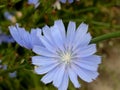 The chicory flower to a good approximation Royalty Free Stock Photo