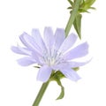 Chicory Flower on White Background Royalty Free Stock Photo