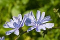 Chicory flowers