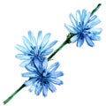 Chicory flowers, Cichorium intybus, isolated, watercolor illustration on white background