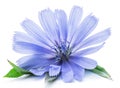 Chicory flowers isolated on the white background. Royalty Free Stock Photo