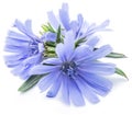 Chicory flowers isolated on the white background. Royalty Free Stock Photo