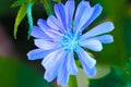 Chicory flowers on meadow. Blooming chicory flowers on a green grass. Meadow with chicory flowers. Wild nature flower. Chicory