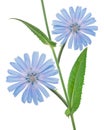 Chicory flowers