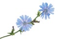 Chicory flowers Royalty Free Stock Photo