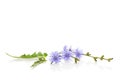 Medicinal plant chicory. Royalty Free Stock Photo