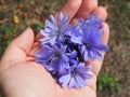 chicory flowers in a woman& x27;s hand, herbal medicine, herb specialist Royalty Free Stock Photo