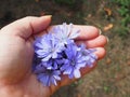 chicory flowers in a woman& x27;s hand, herbal medicine, herb specialist Royalty Free Stock Photo