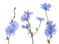 Chicory