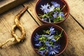 Chicory in herbal medicine Royalty Free Stock Photo