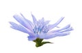 Chicory isolated on white background, closeup