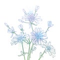 Vector bouquet of outline Chicory or Cichorium flower, bud and ornate leaves in pastel blue isolated on white background. Royalty Free Stock Photo