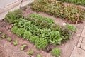 Chicory and lettuce growing in vegetable garden greenhouse