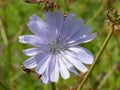 Chicory macro. Common Chicory or Cichorium intybus flower blossom with pollen. Wild herbal plant