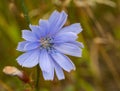 Chicory macro. Common Chicory or Cichorium intybus flower blossom with pollen. Wild herbal plant