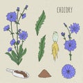 Chicory medical botanical isolated illustration. Plant, flowers, leaves, seed, root hand drawn set. Vintage colorful