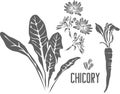 Chicory officinalis vector illustration