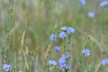 Chicory Pale Blue Wildflowers In Colorado