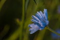 Chicory blue flower. Herbal medicine Royalty Free Stock Photo