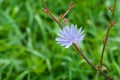 Chicory perennial herbaceous plant Royalty Free Stock Photo