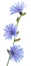 Chicory plant in blossom. Beautiful blue flowers close up on the white background Royalty Free Stock Photo