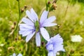 Chicory plant close-up, Saga pedo insect sitting on the plant