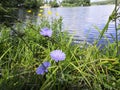 Chicory plant flowers lake forest grass Royalty Free Stock Photo