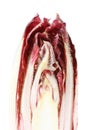 Chicory radicchio. Royalty Free Stock Photo