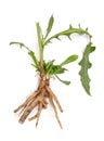 Chicory root Cichorium intybus with leaves isolated