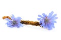 Chicory root and flowers are isolated on white background. Blue flowers of chicory. Chicory root is considered a coffee