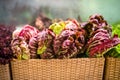 Chicory salad on the supermarket shelf