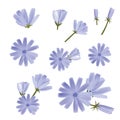 Chicory vector, a collection of various flowers. Hand-drawn vector illustration. Isolated design elements