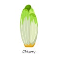 Chicory vector icon.Cartoon vector icon isolated on white background chicory.