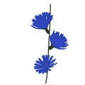 Chicory vector stock illustration. Blue flowers on a green stem.