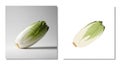 Chicory Vegetable and Illustration of Chicory on White Background endive leafy Royalty Free Stock Photo