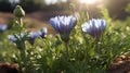 chicory vegetables in a beautiful garden