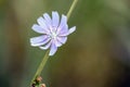 Chicory wildflower