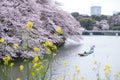 Cherry blossoms,yellow nanohana and paddle boats at Chidorigafuchi moat,Chiyoda,Tokyo,Japan.selective focus