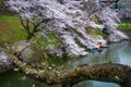 Chidorigafuchi park in Tokyo during  cherry blossom season in Japan Royalty Free Stock Photo