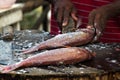 Chief cook cleaning a Pargo Fish or Red Snapper on a wooden cutting board. Royalty Free Stock Photo