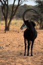 The chief of the herd Royalty Free Stock Photo